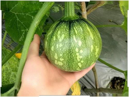 曲小檀吃瓜,揭秘娱乐圈背后的秘密 第1张 曲小檀吃瓜,揭秘娱乐圈背后的秘密 第1张